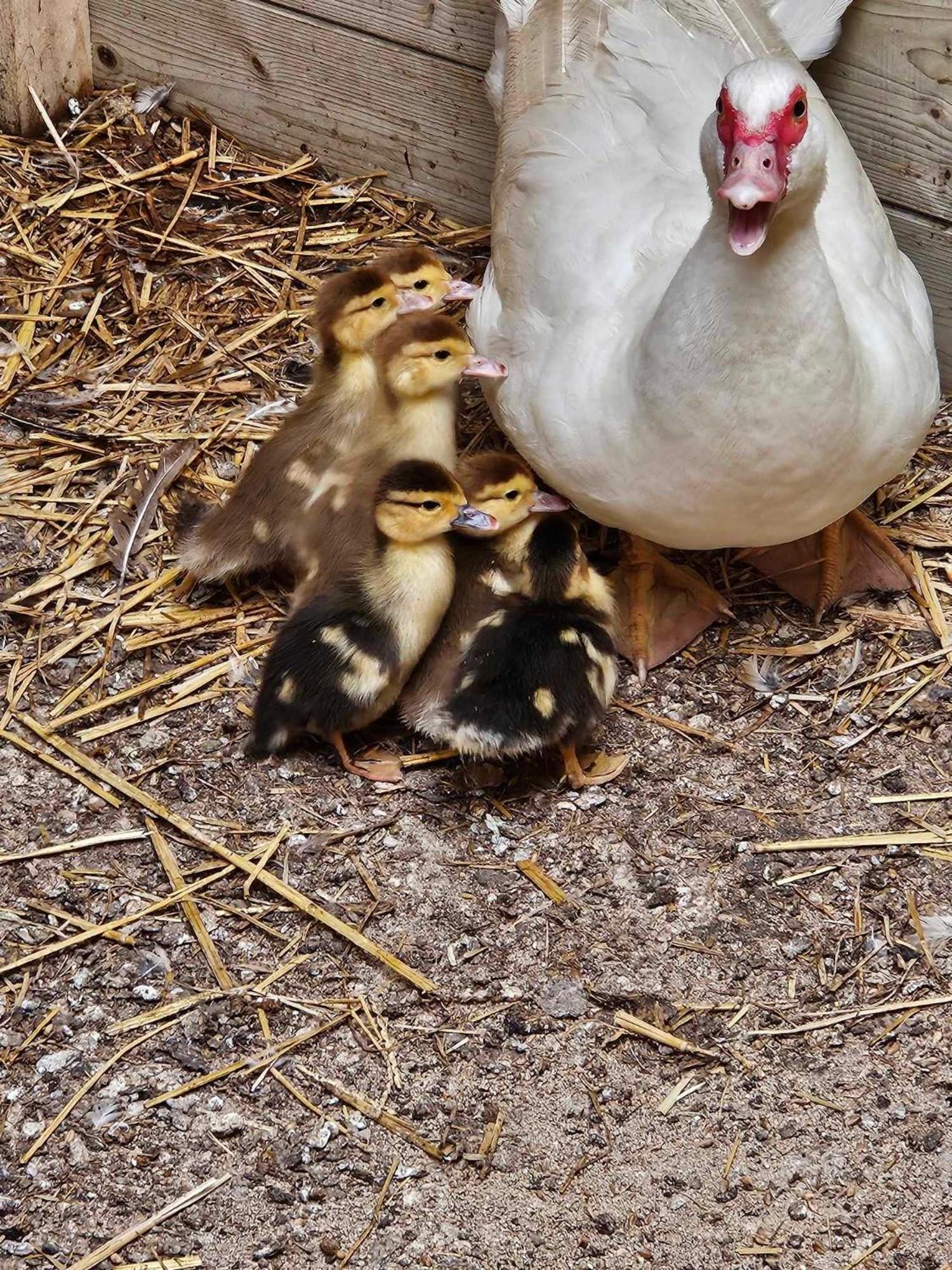 Gite Canard Fromelles Luaran gambar