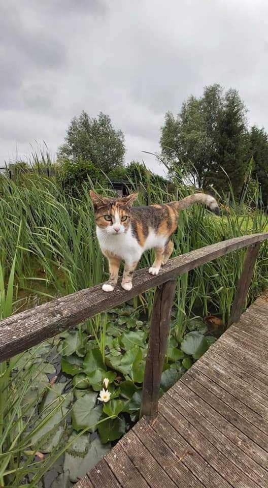 Gite Canard Fromelles Luaran gambar